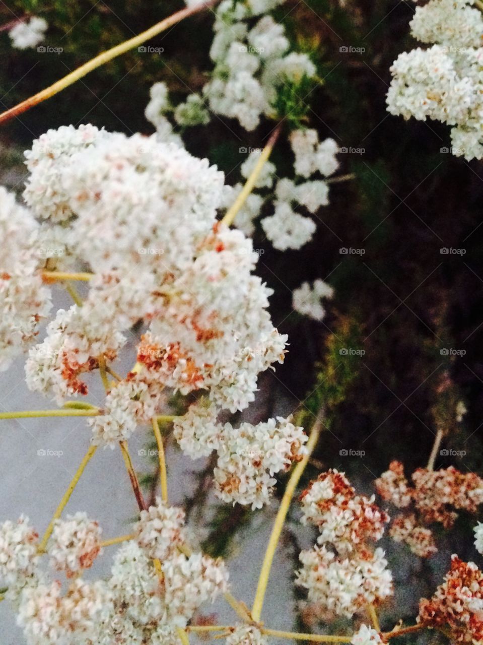 Flowers on the path