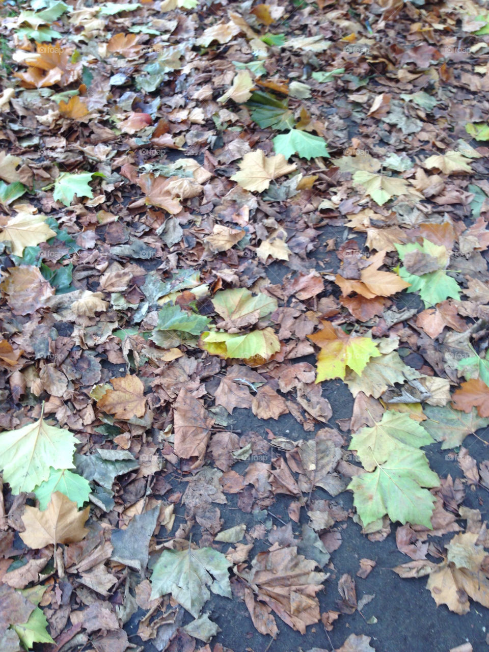 light trees leaves autumn by stuart.best.904