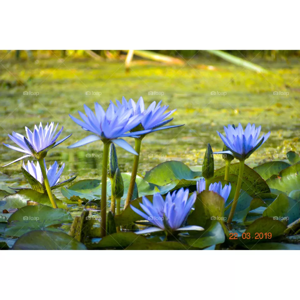 Lotus Flower