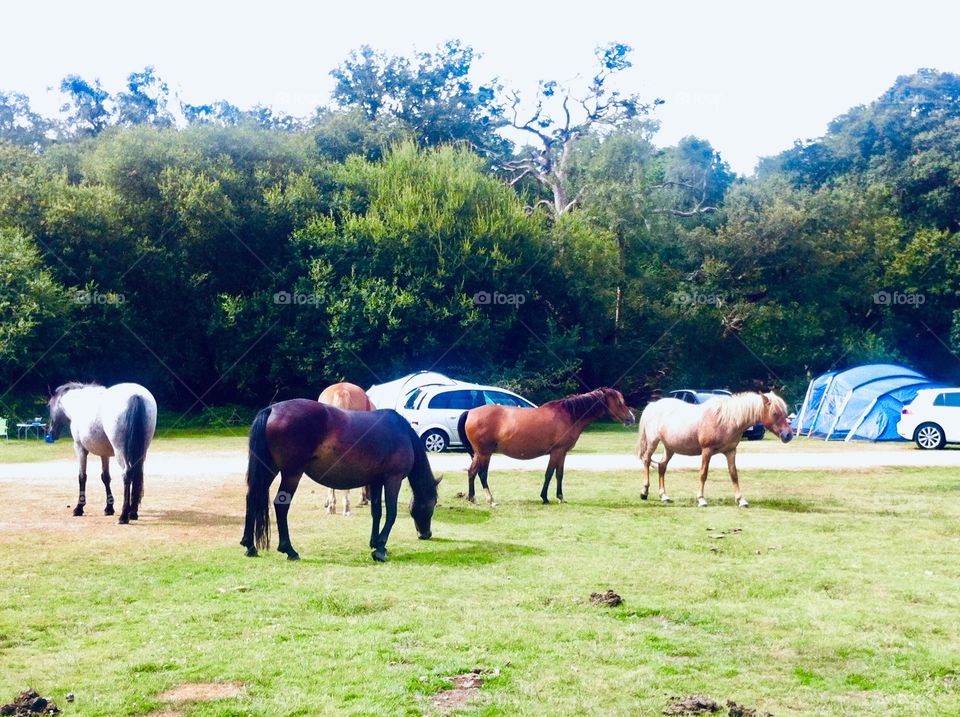 Camping with horses 