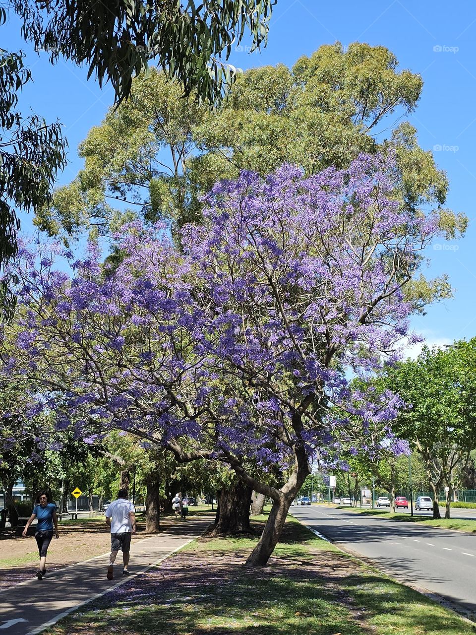 The Jacaranda tree in Buenos Aires blooms mid spring and covers the streets in a blue-violet carpet. It's attractive and long-lasting flowers, delight locals, and tourists alike.