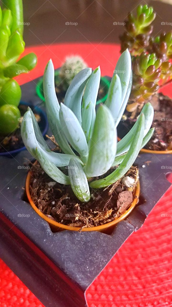 small succulent in a pot