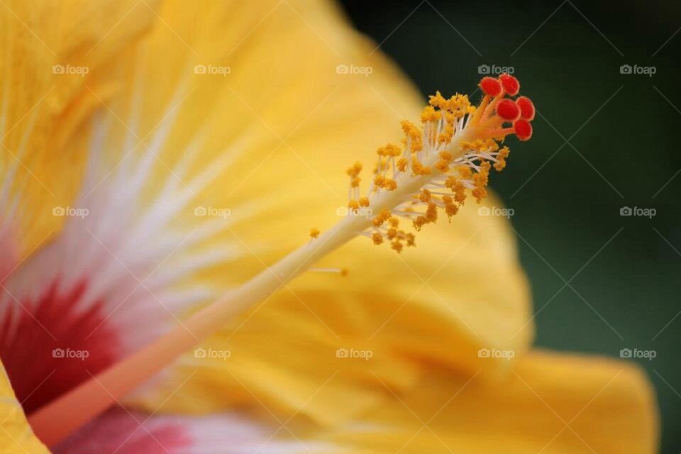 Yellow flower