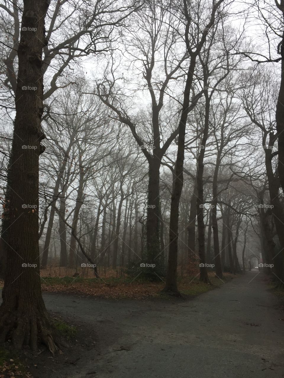 Fog in the park