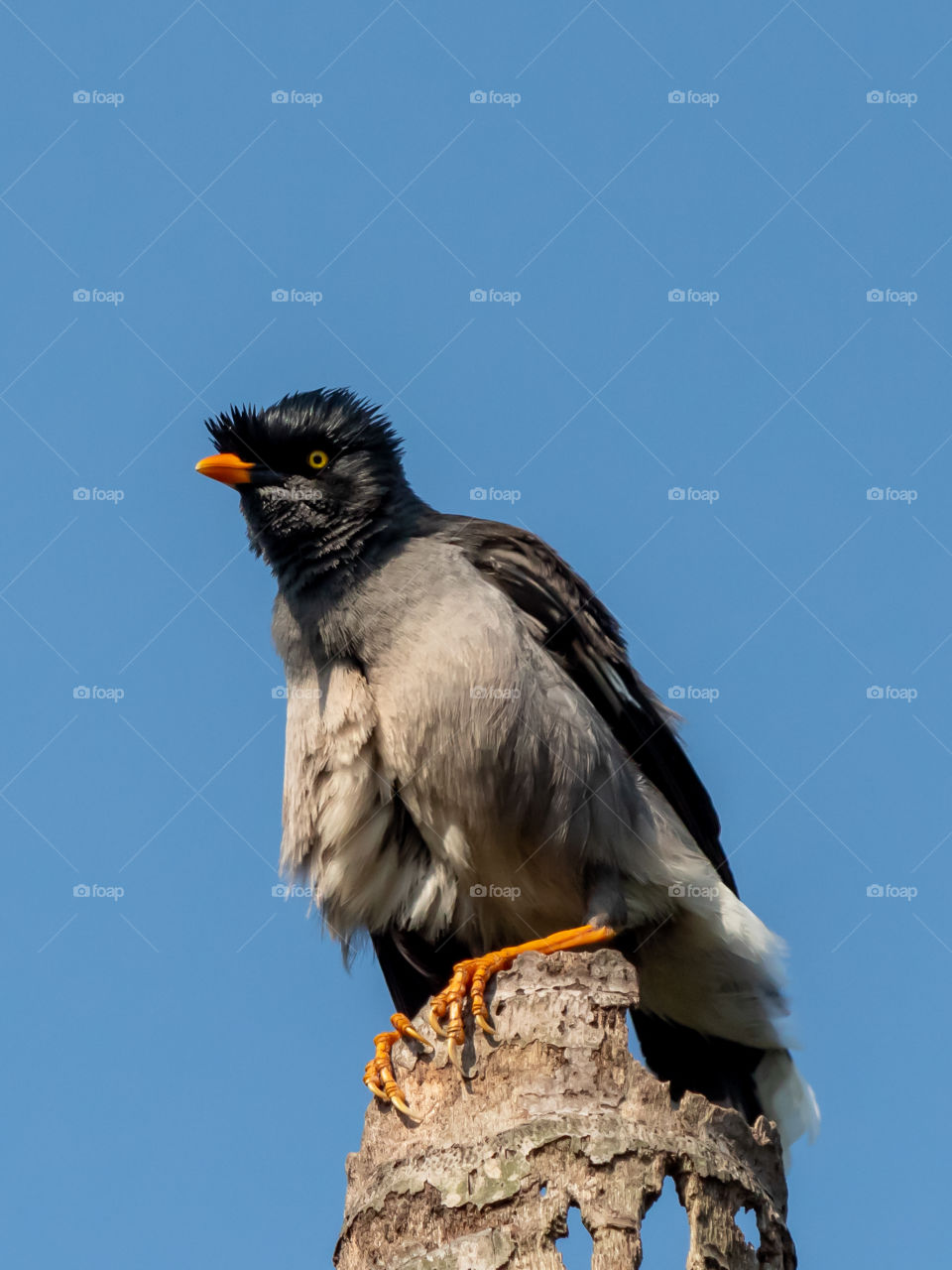 Beautiful Jungle Myna