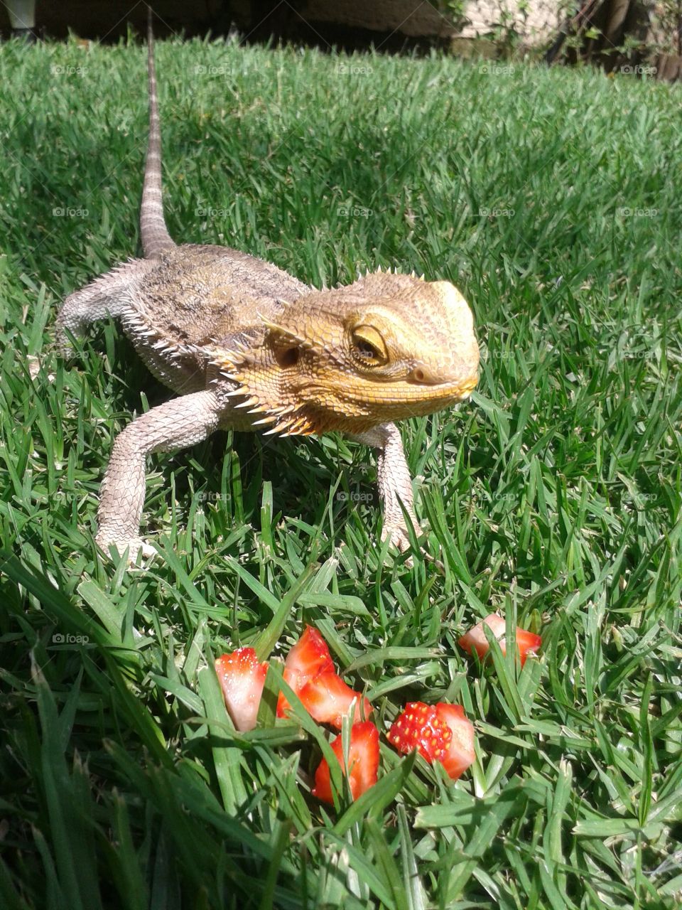 Dragon lunch. Bandit my bearded dragon in the sun having berries