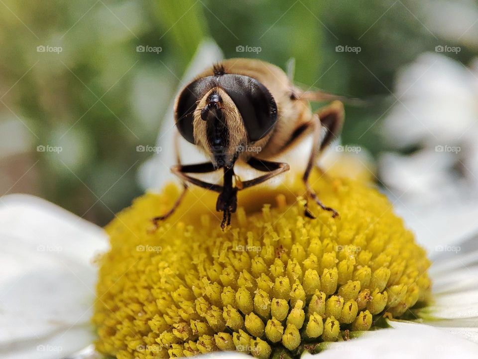 Honey bee