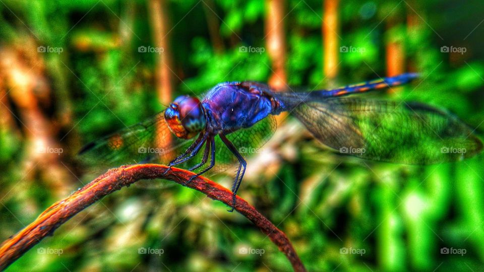 Beautiful dragonfly perched on a dry branch