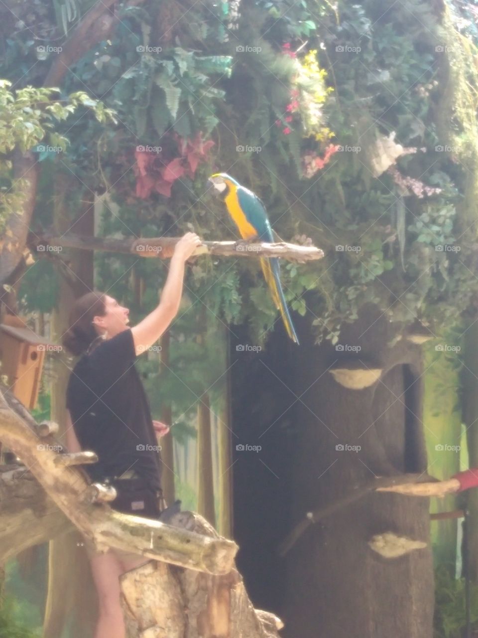 Marlow the Macaw with trainer
