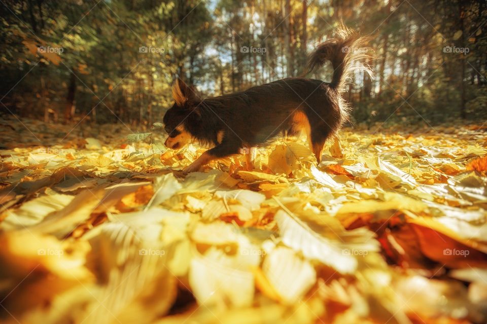 Chihuahua dog in an autumn park 