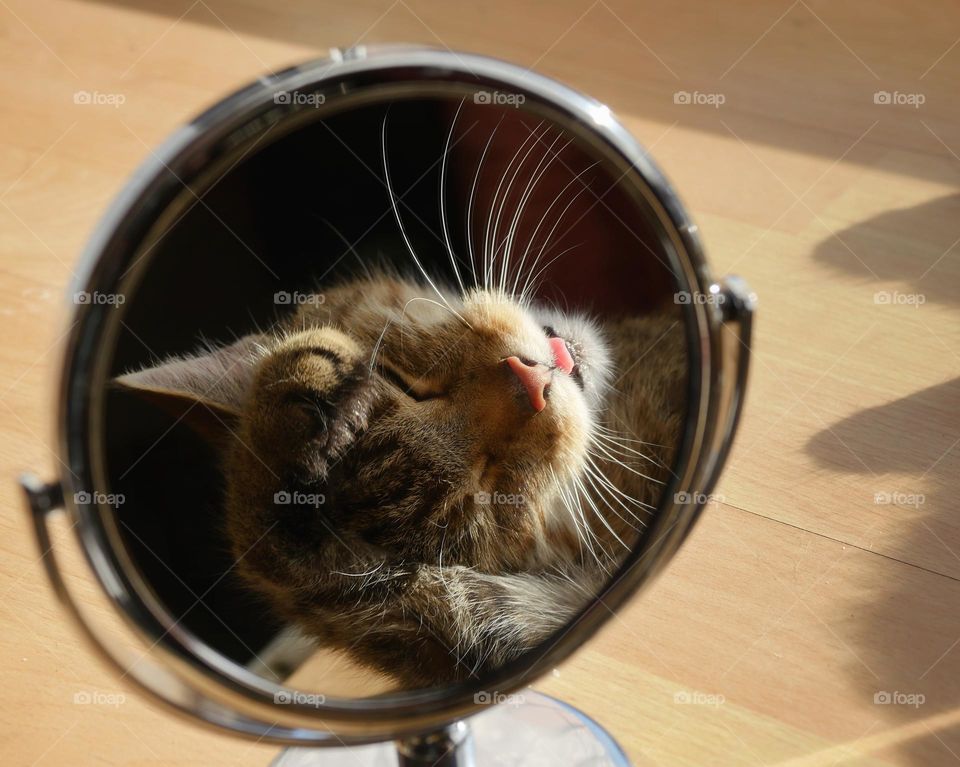 Mirror reflection of cat