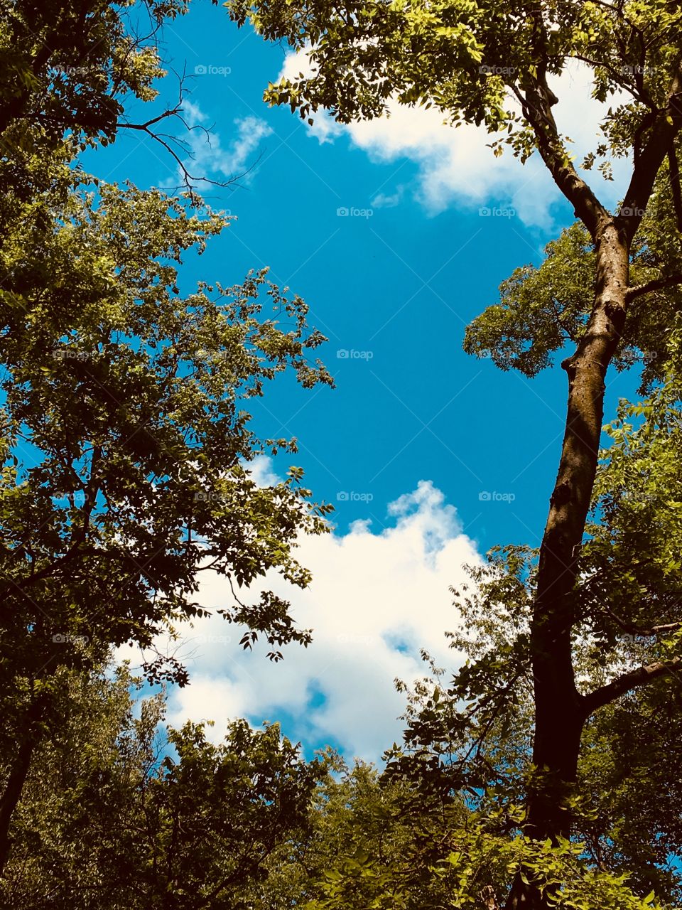 Sky peaking through the trees 