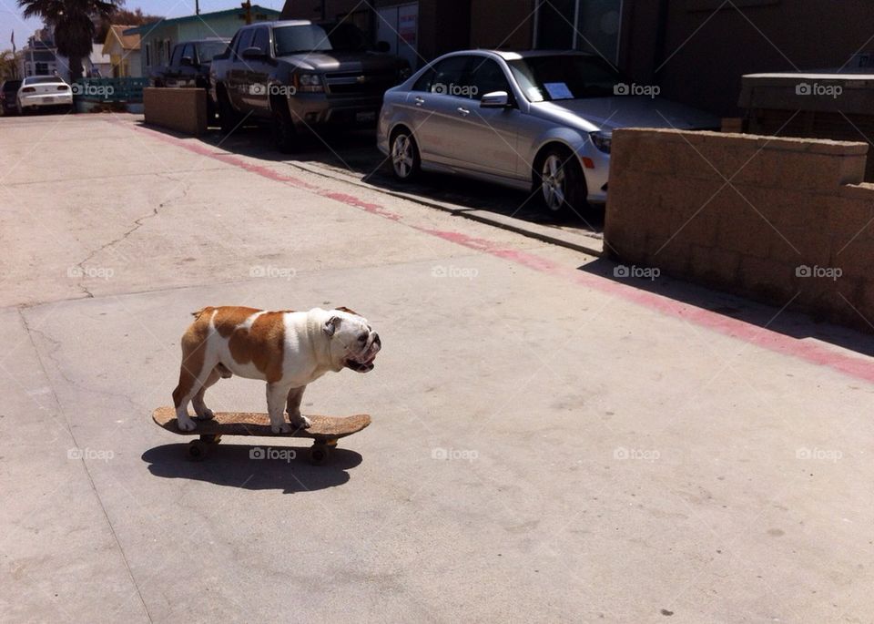Dog on skateboard