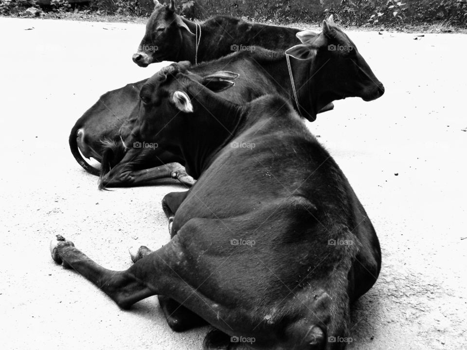 rested black cows