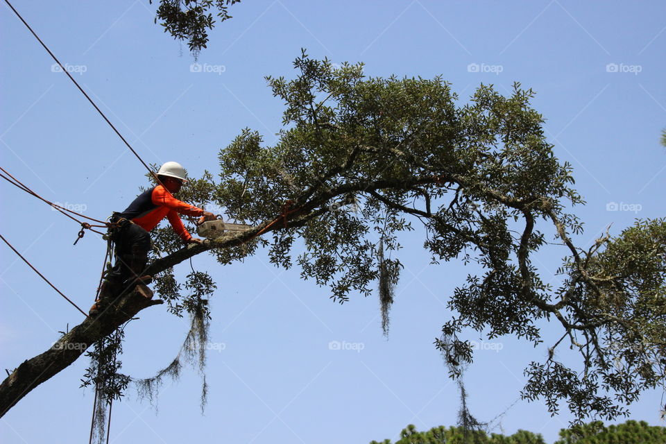 Tree trimmer