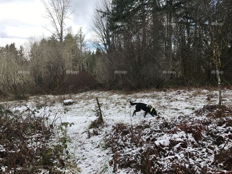 Dog in a reflective vest running across a snowy meadow with his nose to the ground. 