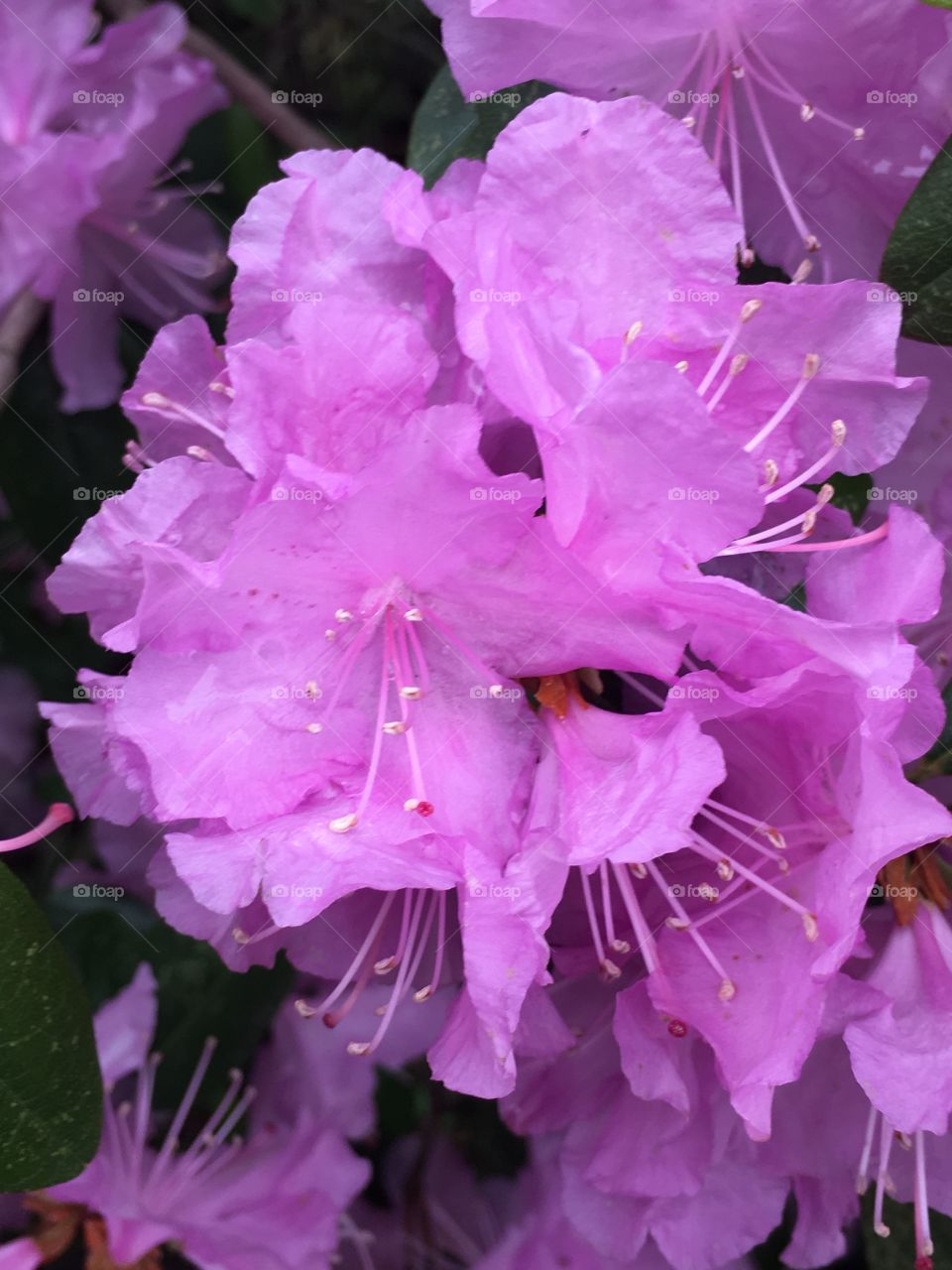 Azalea