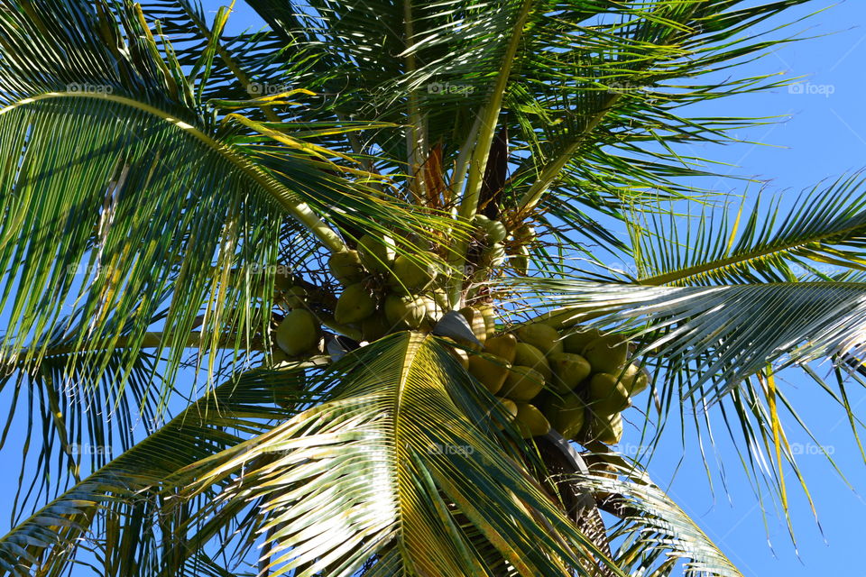 Coconut palm 