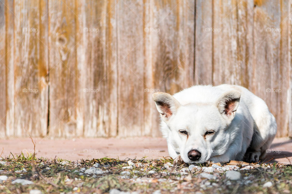 Dog, Animal, Wood, Nature, Mammal