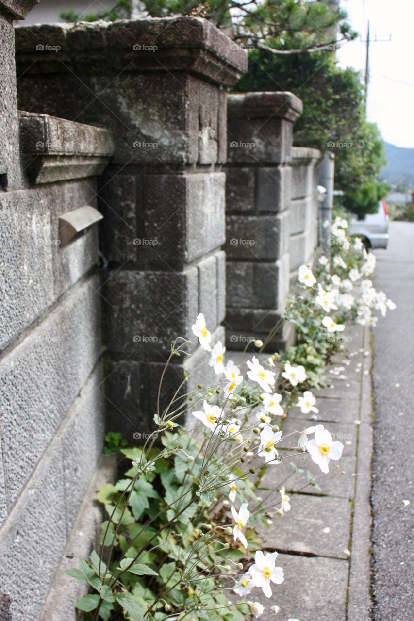 Flower on a wall