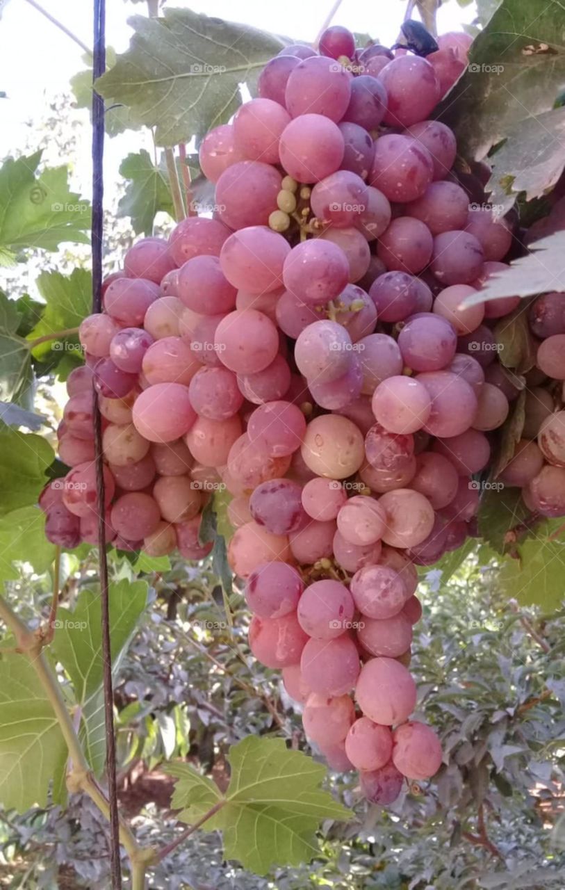 grapes
