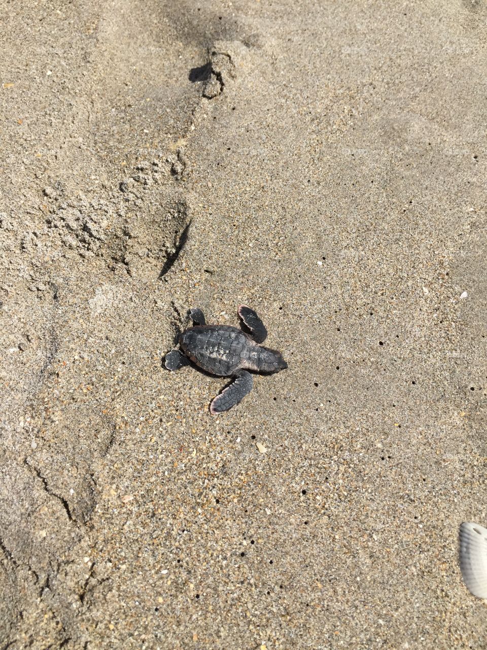 A turtle hatchling makes his way to sea.