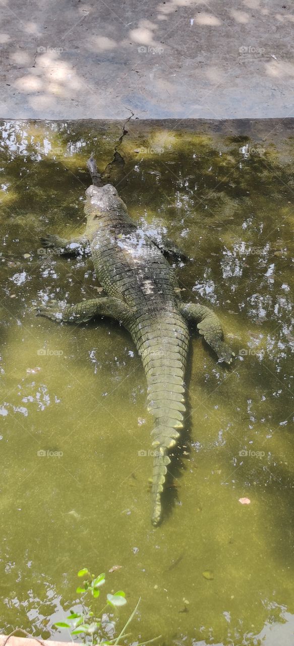 crocodile