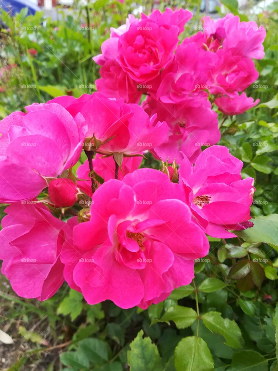 Rosas