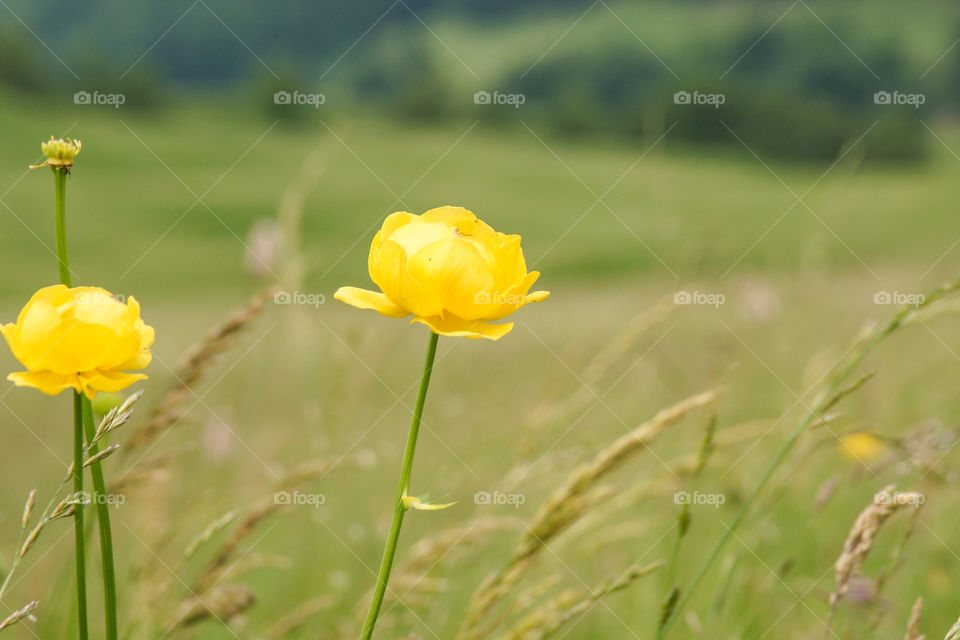 Yellow wild flower