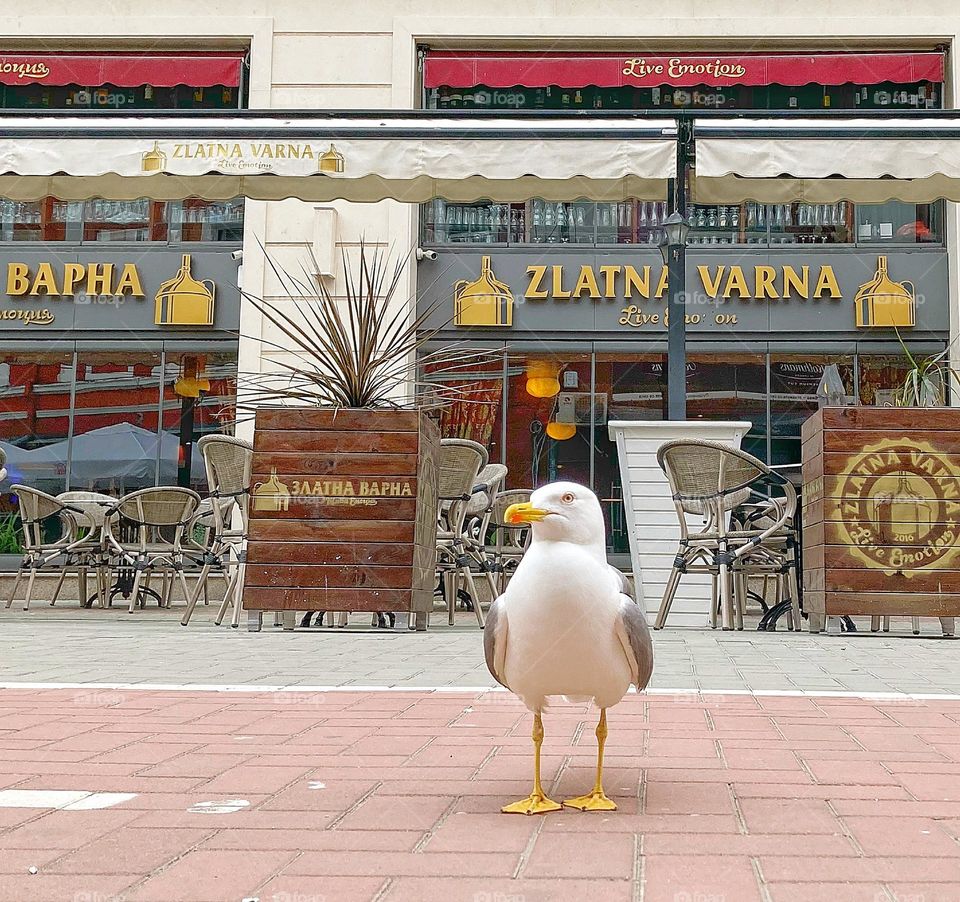 Seagull on the street 