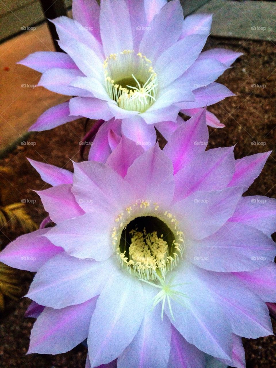 Quickness of Passing Beauty