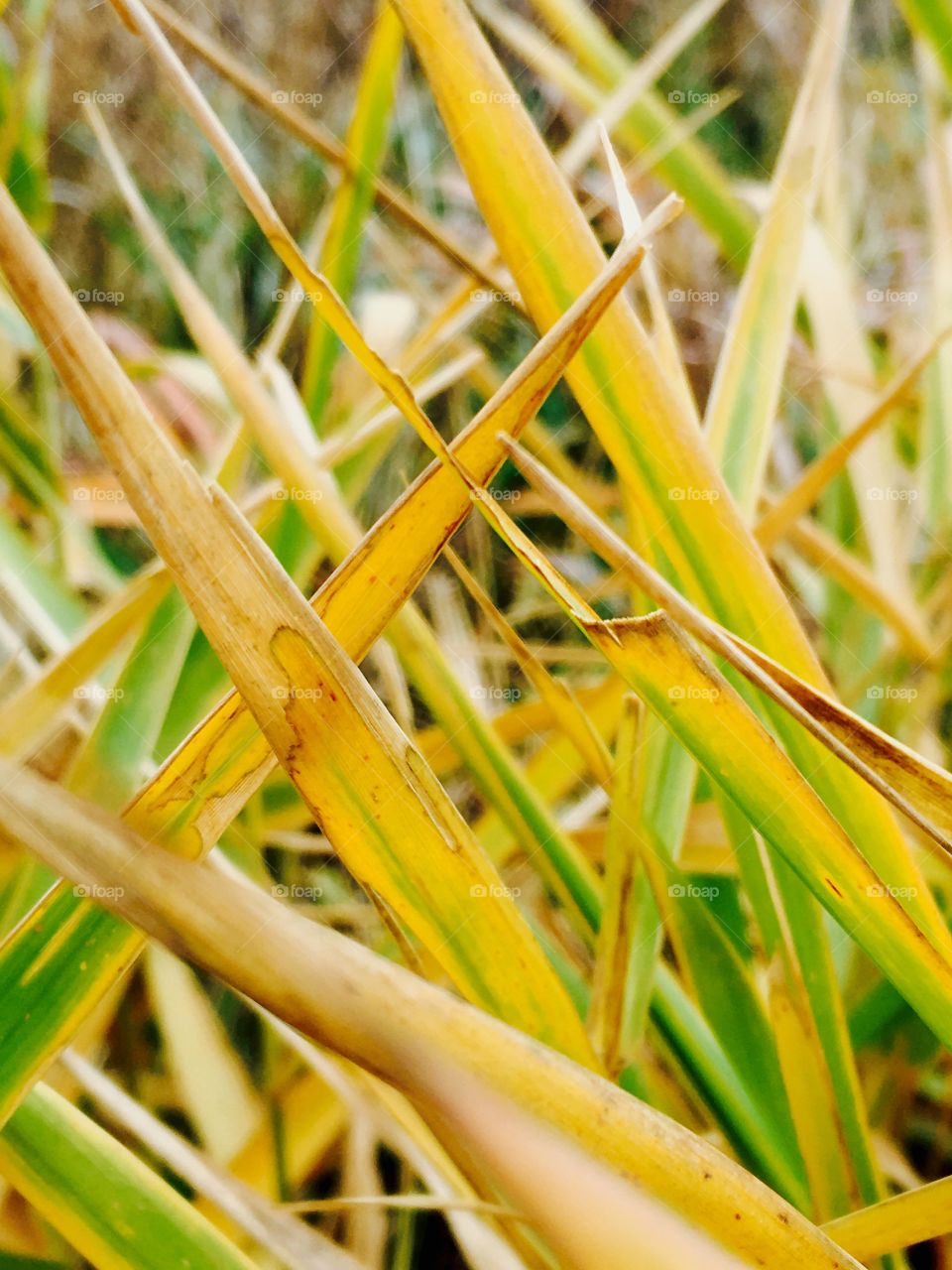 Yellow grass