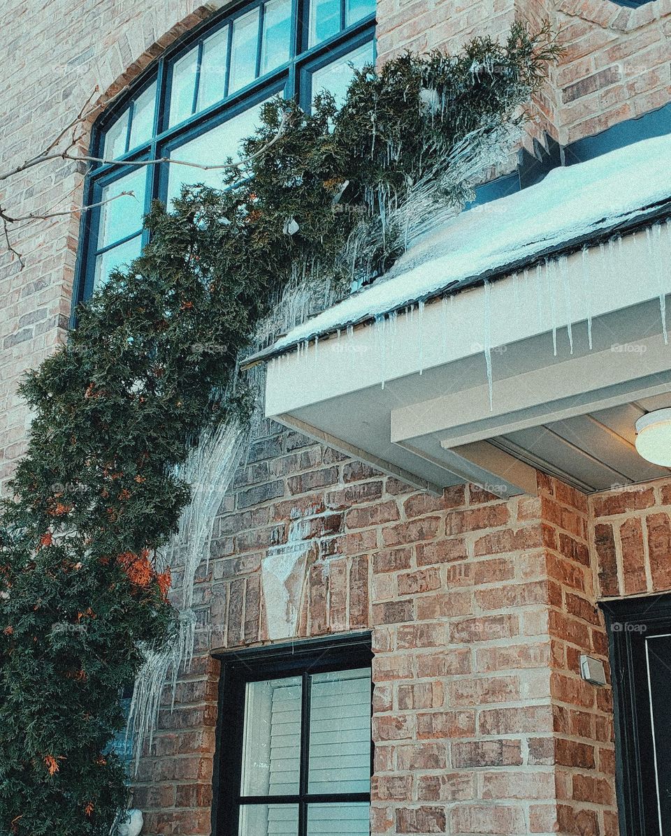 slanted tree from snow and ice