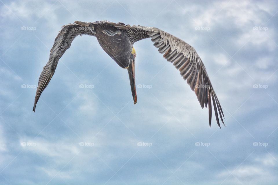 Pelican in flight