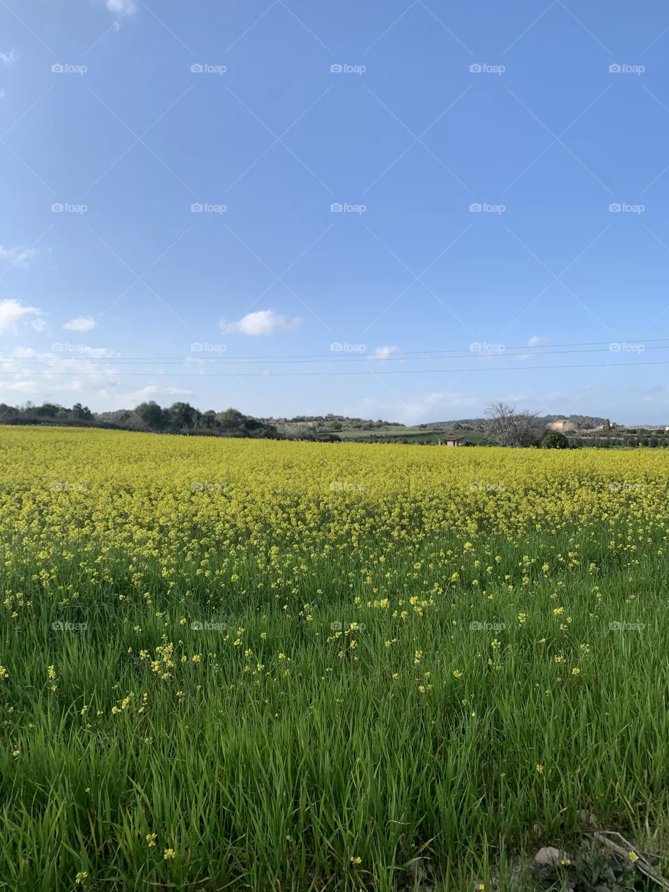 Field of flowers