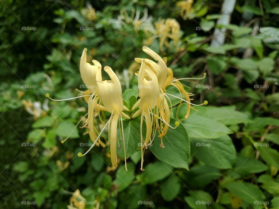 honeysuckle