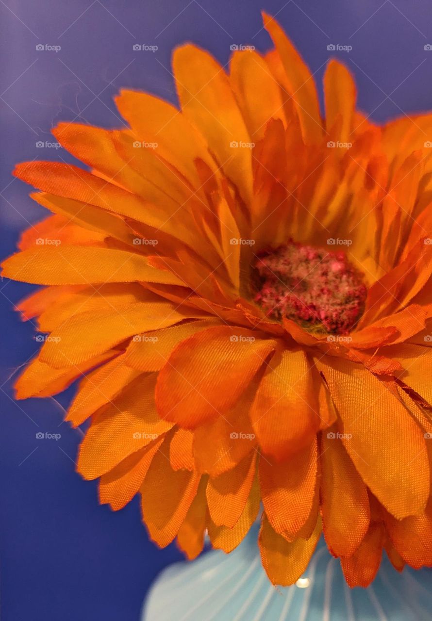 Orange flower in the blue vase
