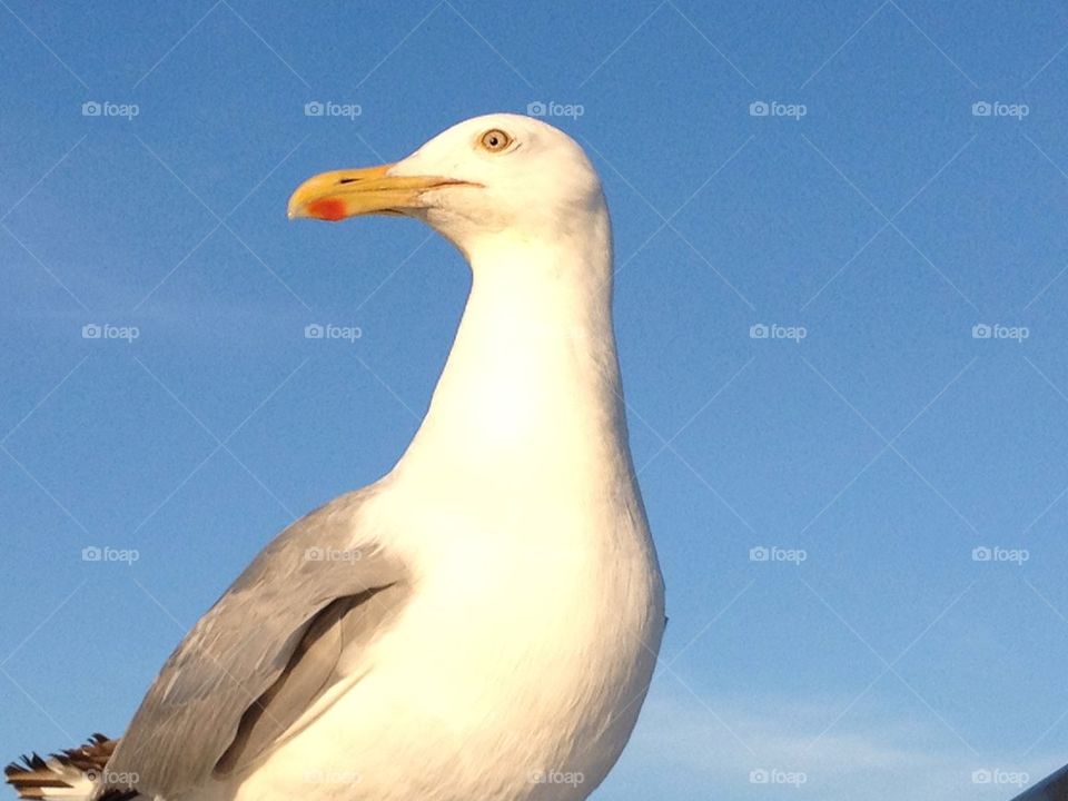 Seagull against a blue sky