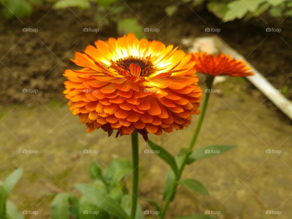 Carendula Flower