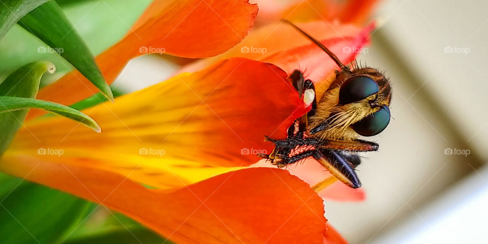 Horsefly insect peeking over a flower on hot summer day.