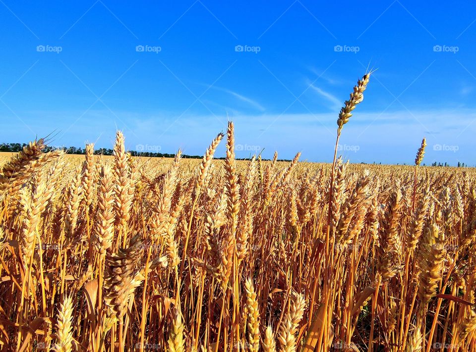 Autumn colors.  Yellow color.  Golden wheat field in contrast with blue sky