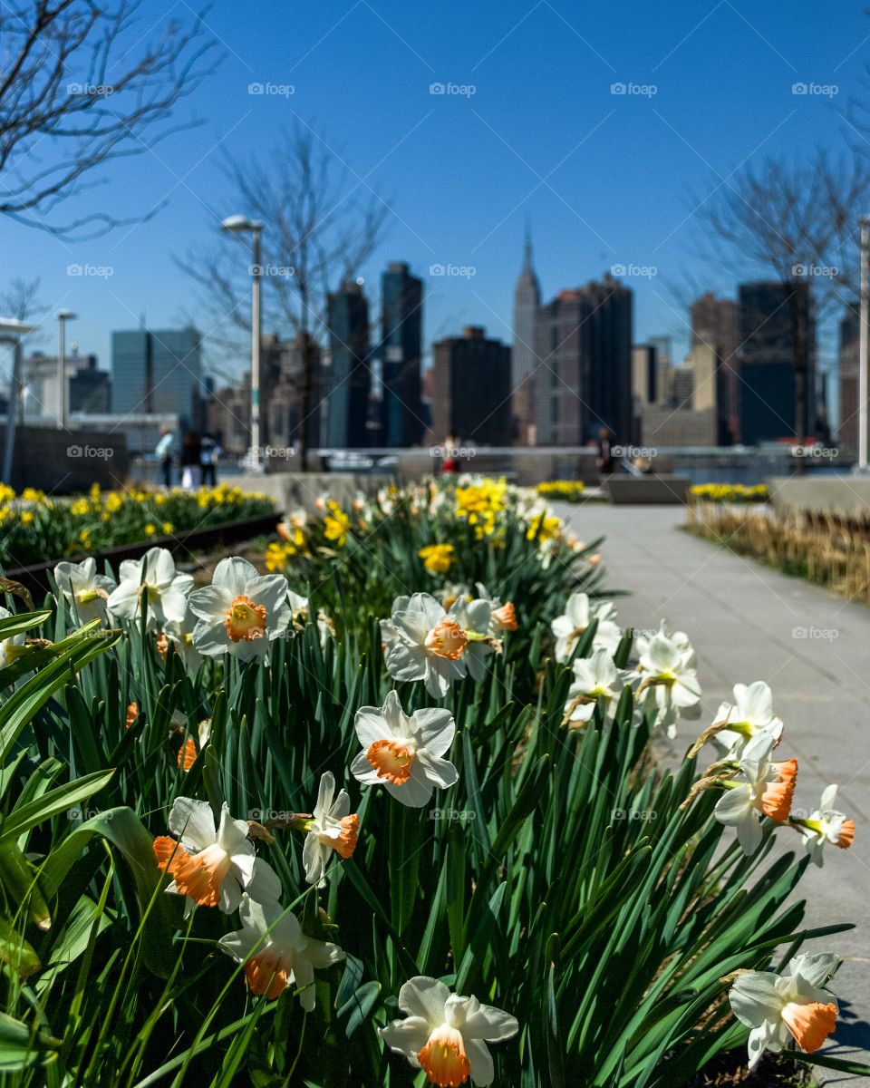 Spring in NYC