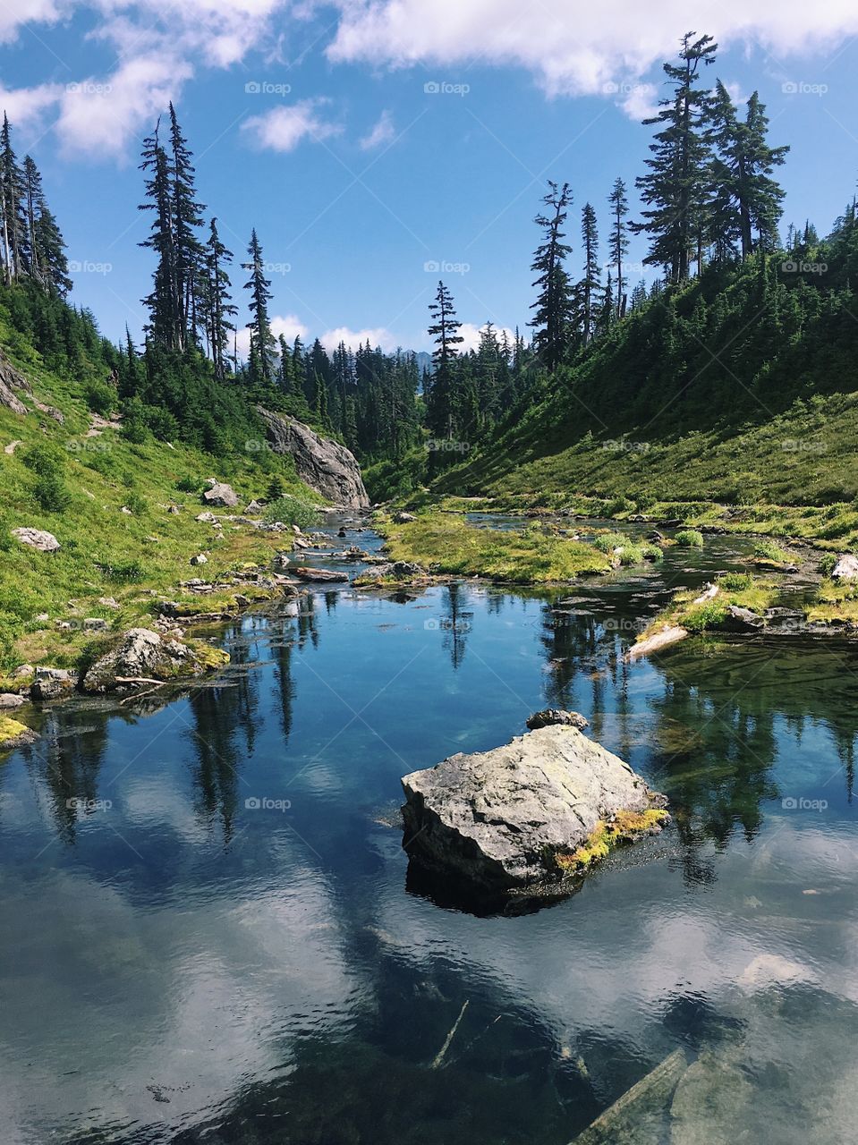 Dynamic view of creek in forest