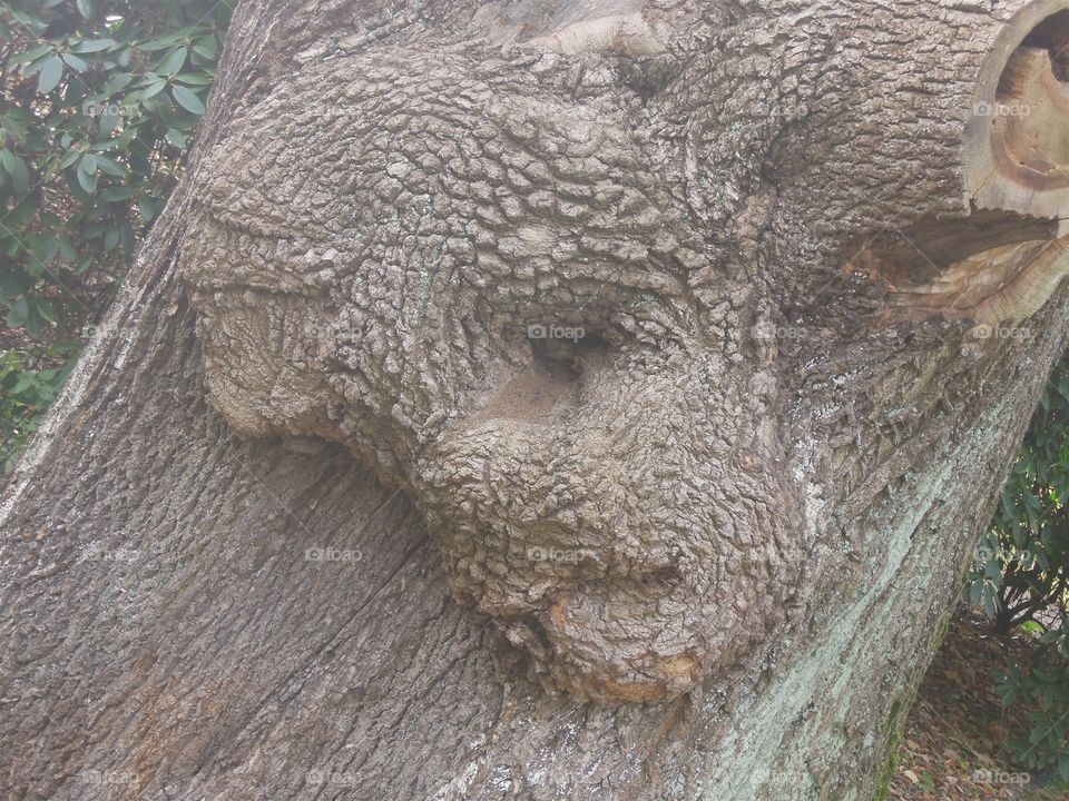 Gesicht Baum