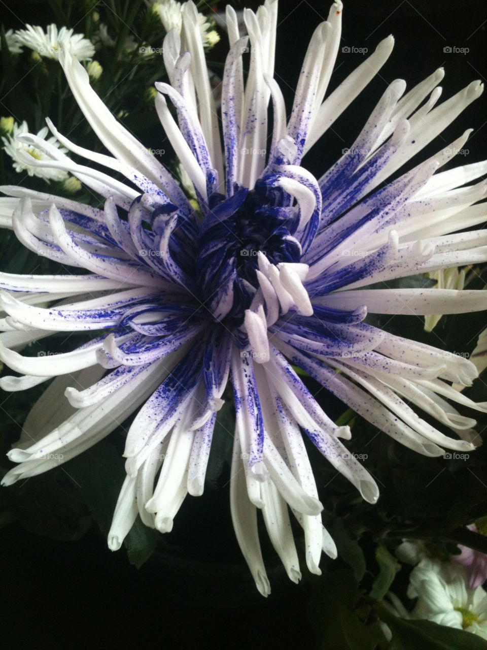 nature flower white purple by sadie.collins