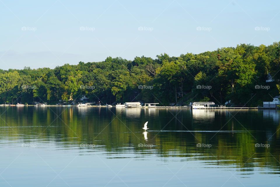 Seagull reflection on a lake in Michigan