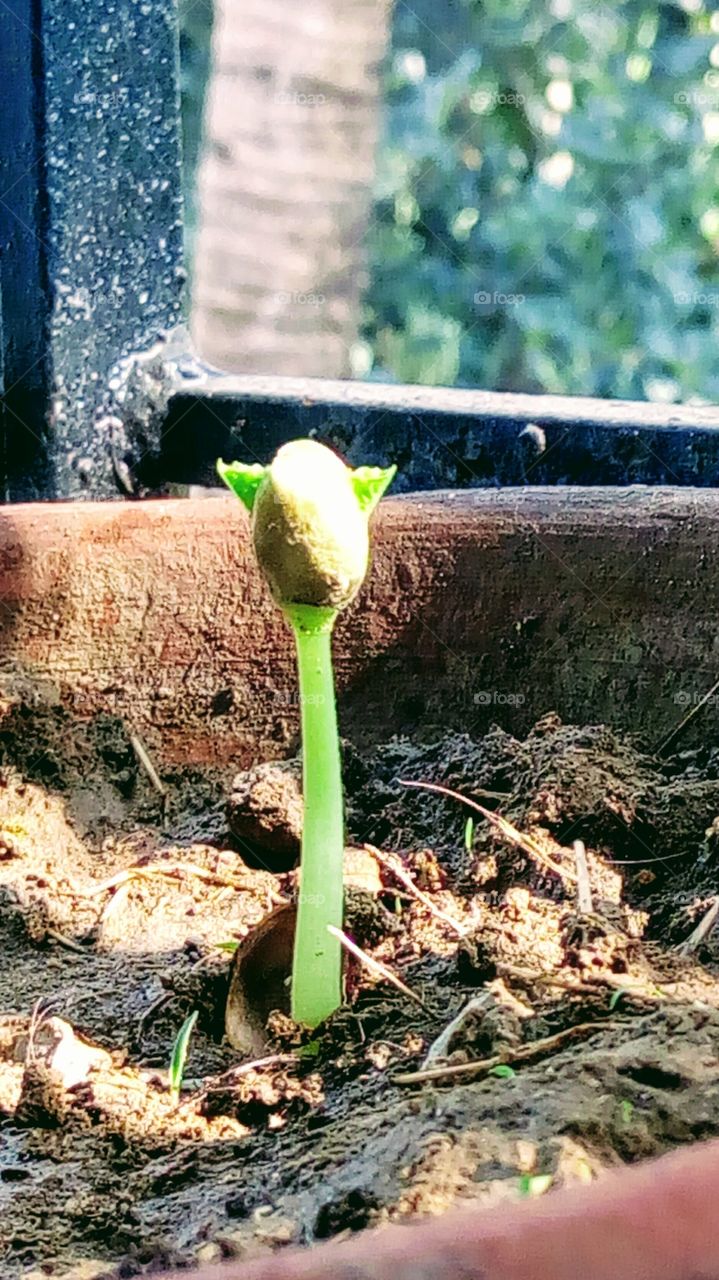 sprouting