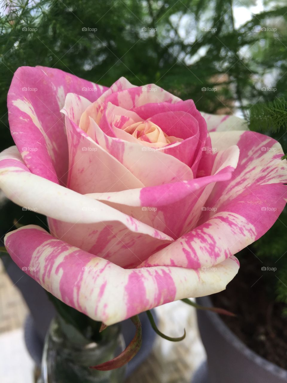 Close-up of single flower