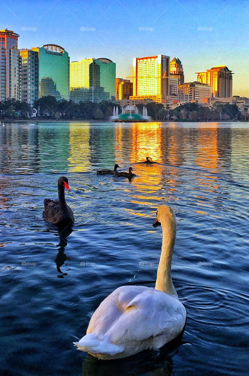 Lake Swans 