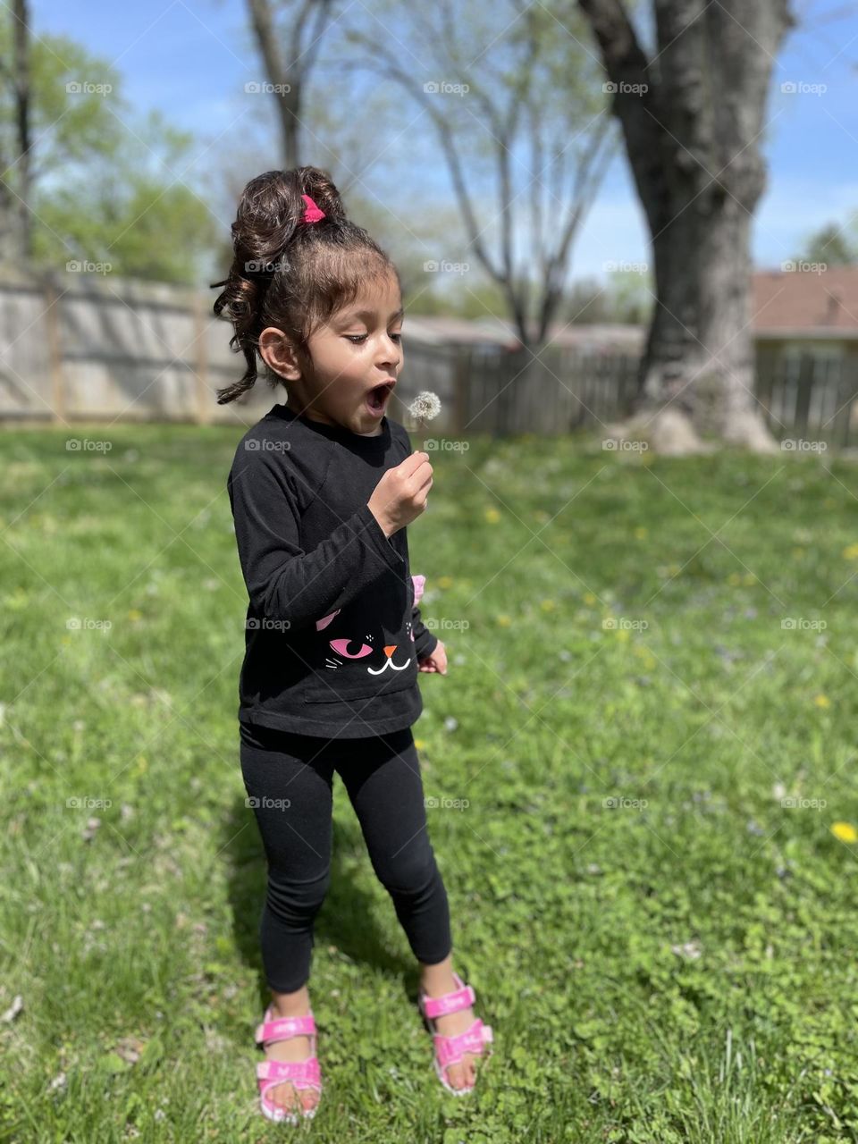 Toddler girl blowing on dandelions, flower girl, flowers in the springtime, little girl loves dandelions 